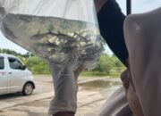 Stok Melimpah, Ikan Kakap Batu dan Rambutan Terbang Ke Berbagai Daerah