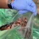 Petugas Karantina mengambil sampel biji kakao dari kontainer untuk diuji di laboratorium.