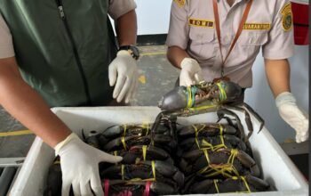 Sumber Daya Alam Melimpah, 13.620 Ekor Kepiting Merauke Penuhi Kebutuhan Jakarta